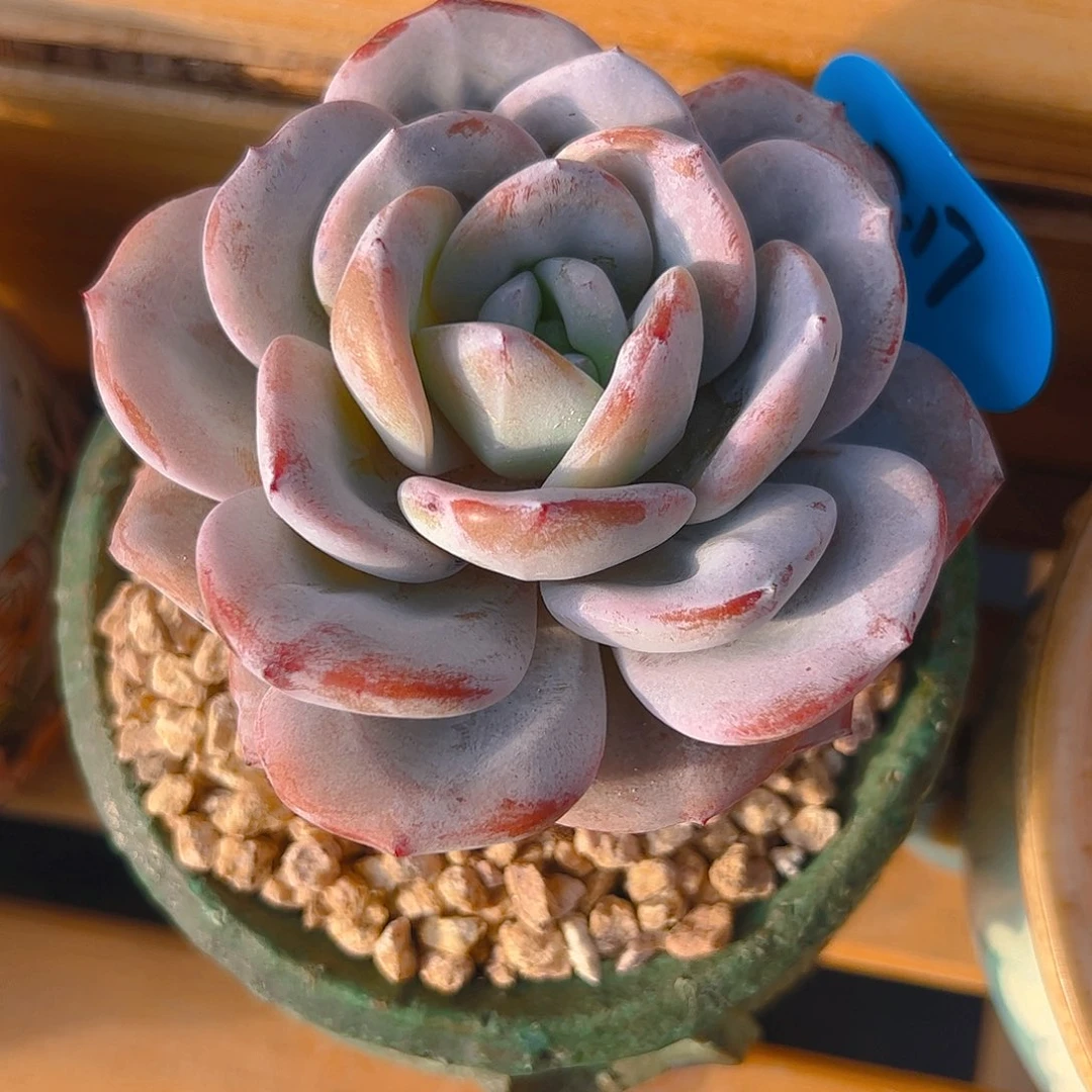 黄***奶茶217号一物一拍