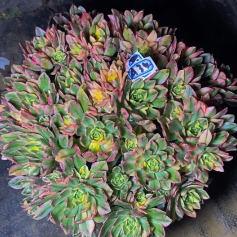 甜茶多肉植物34多肉