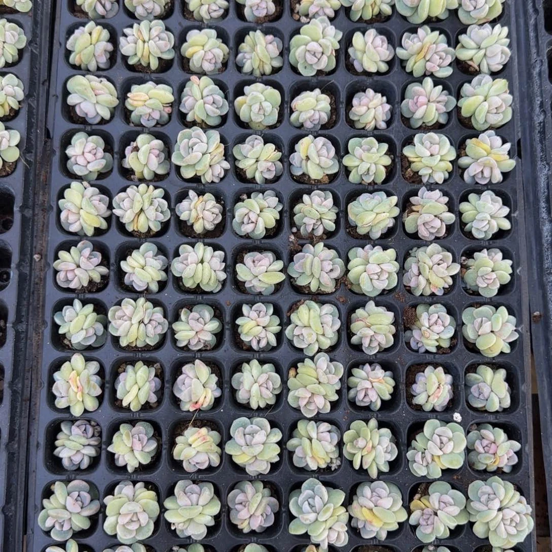 9颗一组琥珀冰玉双头小嫩苗