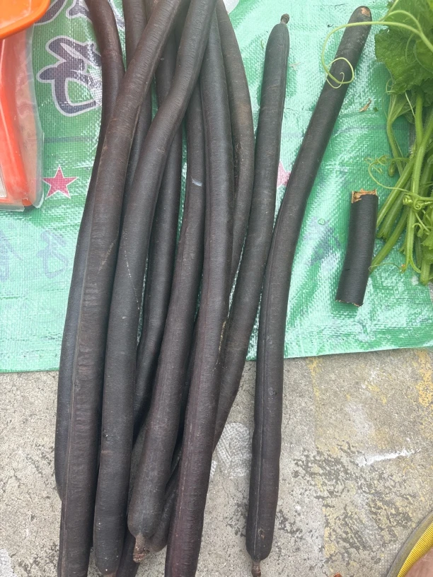 秘秘果参   大集现收