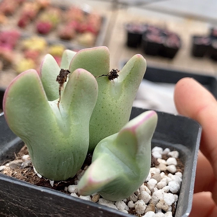 19521皮卡丘一颗