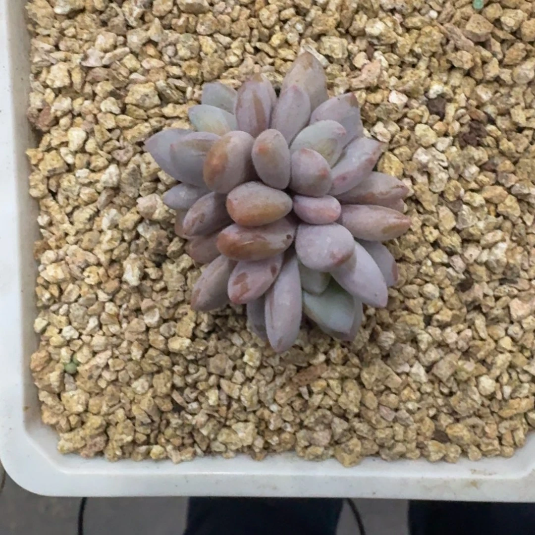 橙龙 3头 一物一拍