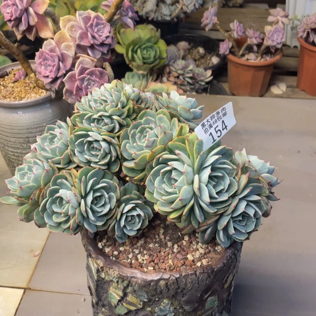 小*爱黑大帅多肉小爱爱154