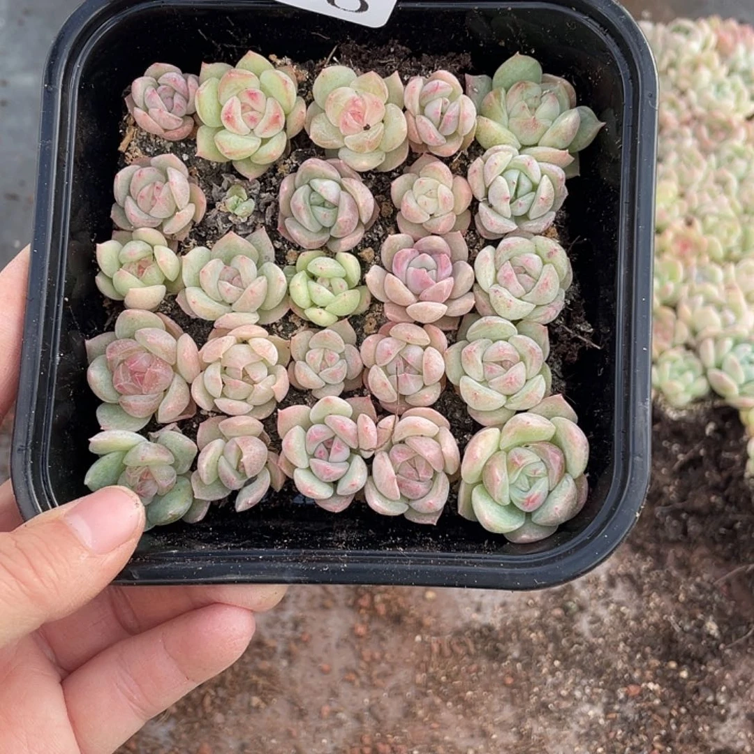 糕大上多肉植物580