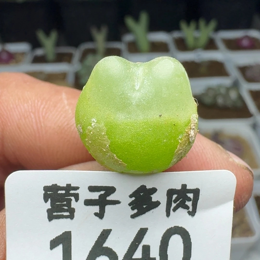 拉登1.6脱土1200。