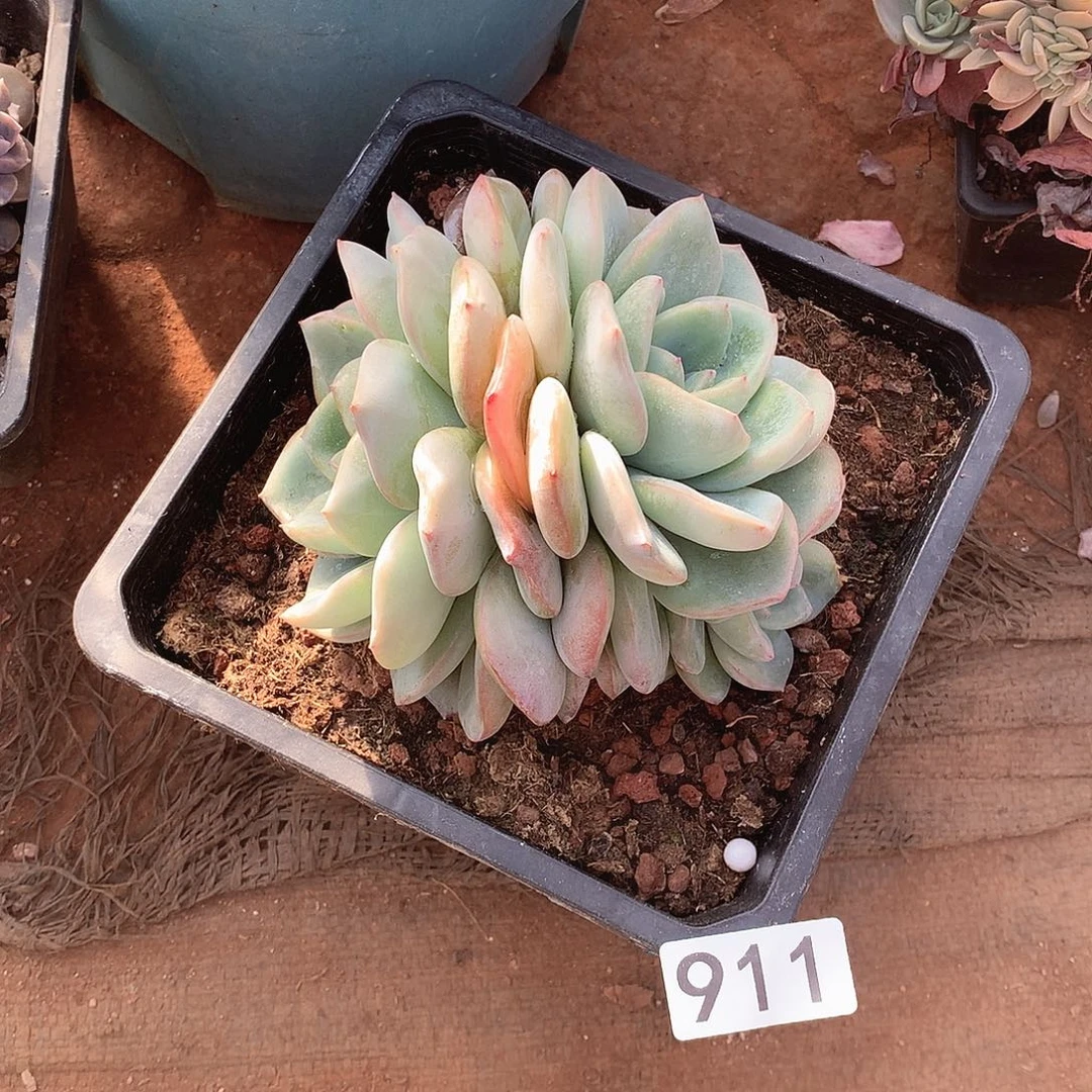 911泡芙 一物一拍多肉