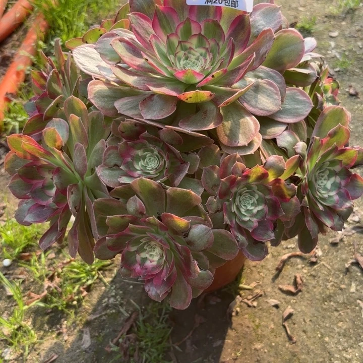 瑞妈，，，。。。。143千禧