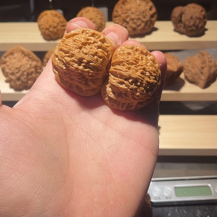 全品无修已打底白狮子