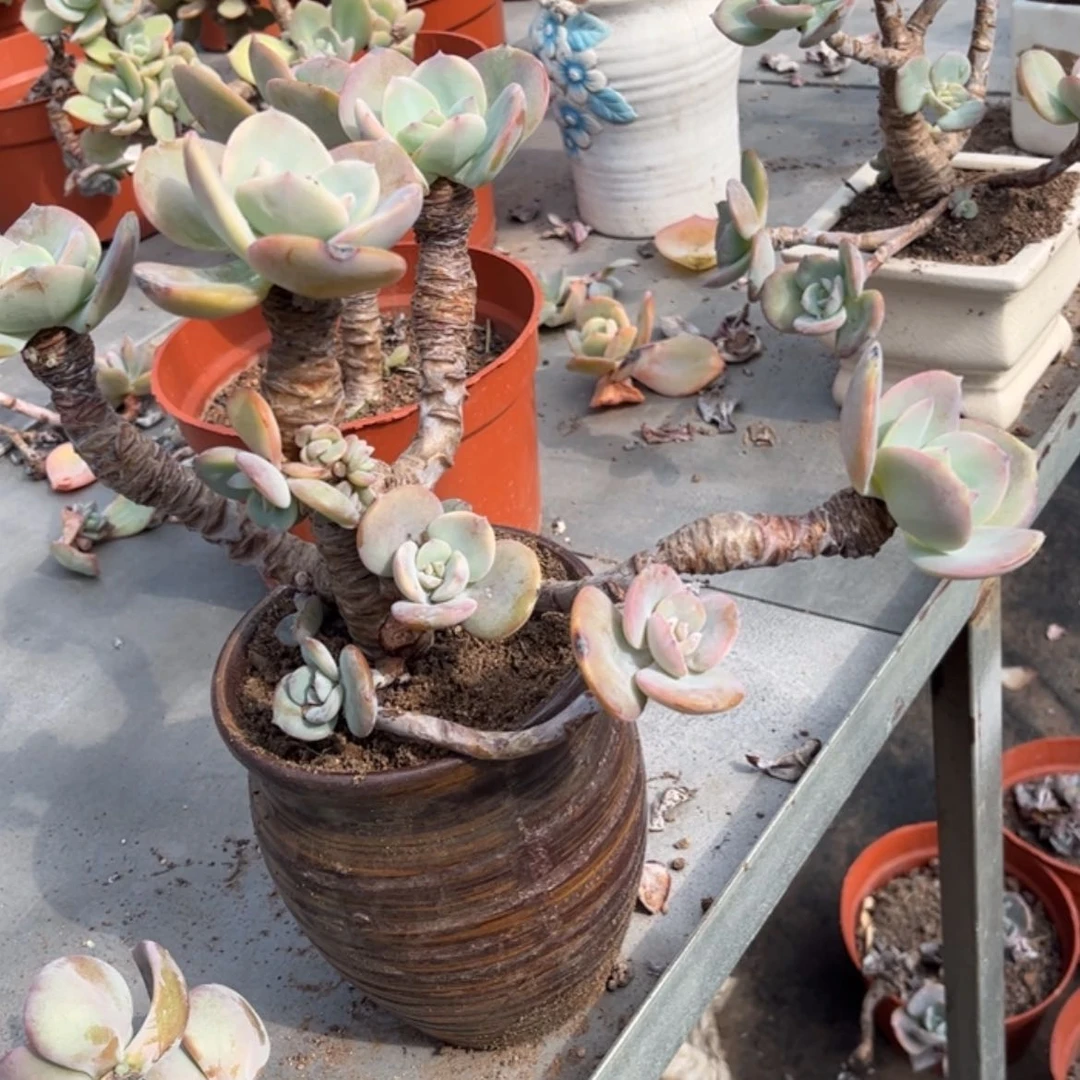 【闪购商品】无花朵卖****?