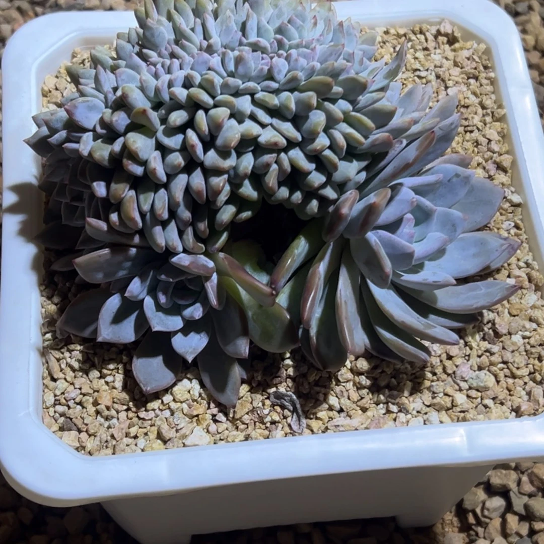 当***当星影石榴籽缀化发货