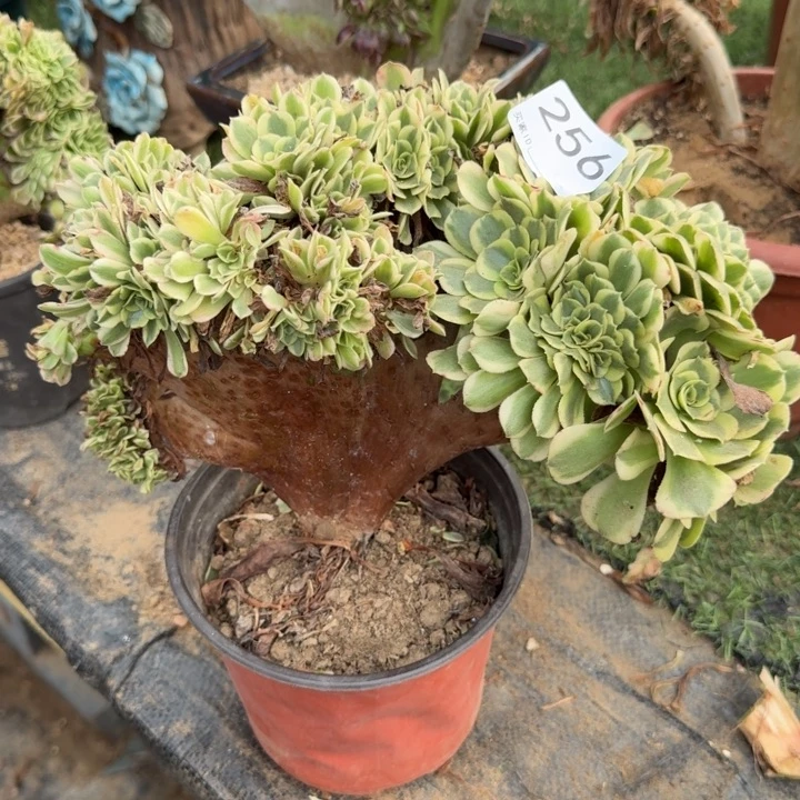 绿豆沙法师缀化有残256