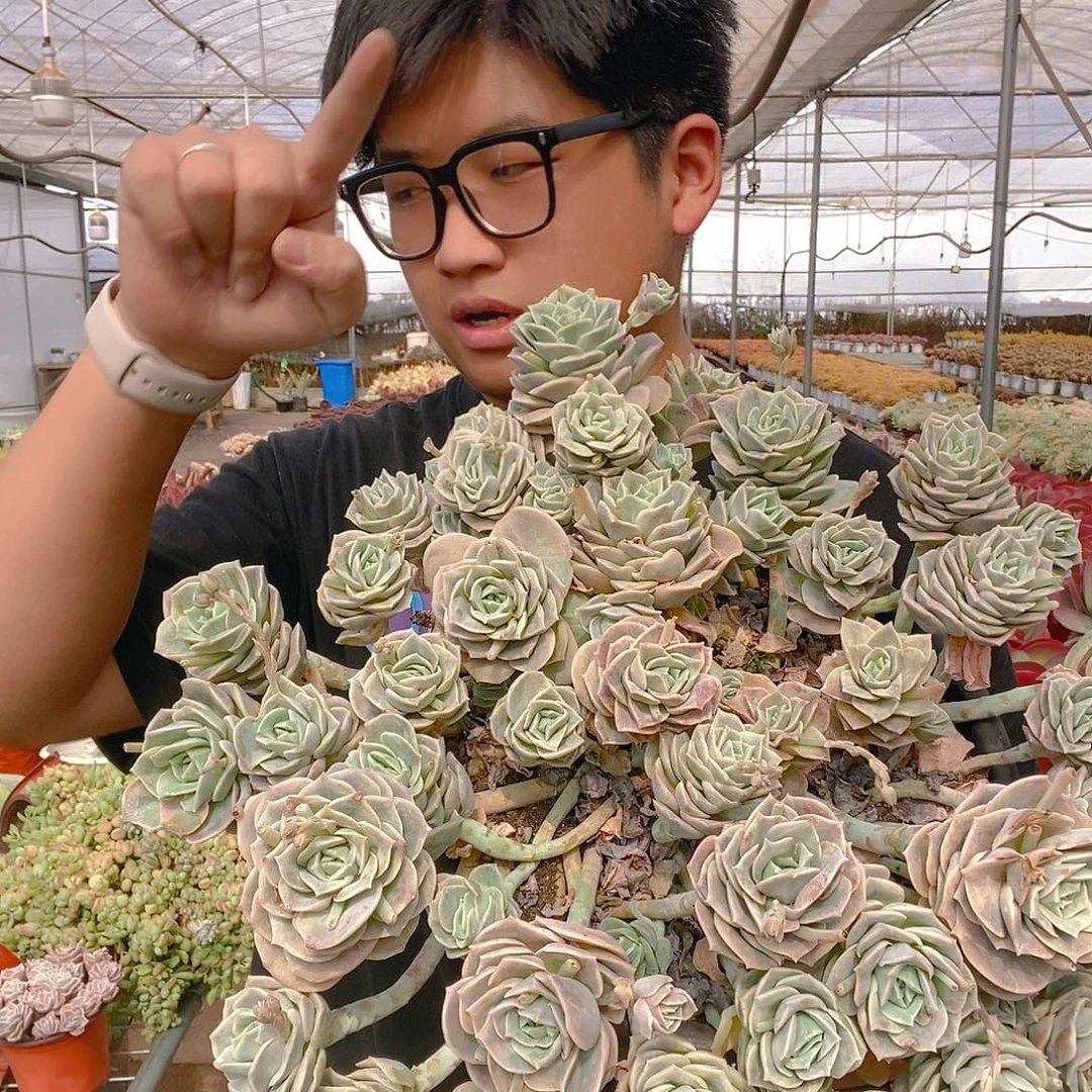 280盆可爱玫瑰带盆土特价