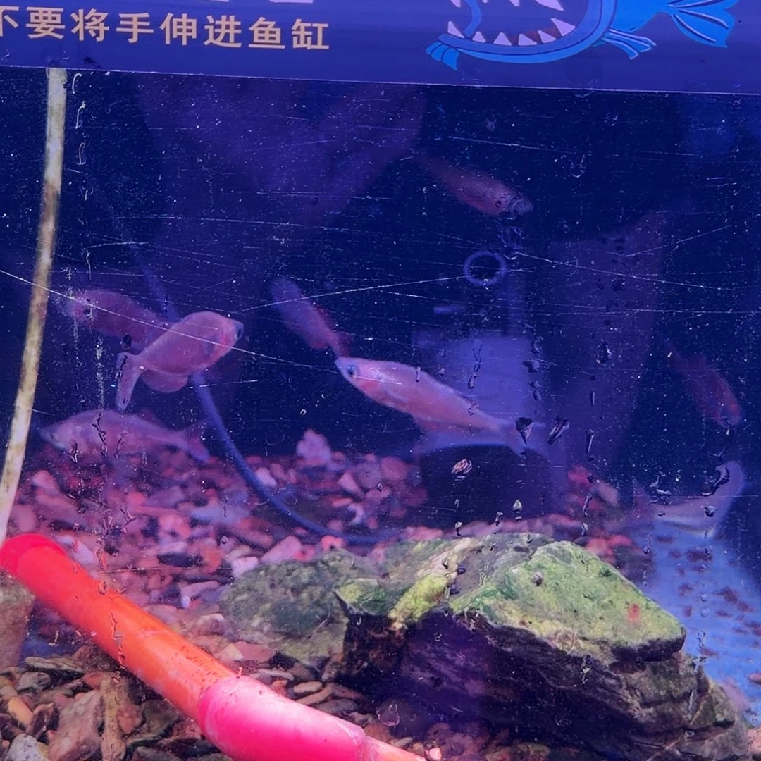 短鲷鱼清缸美人9条(6条送3条备损)