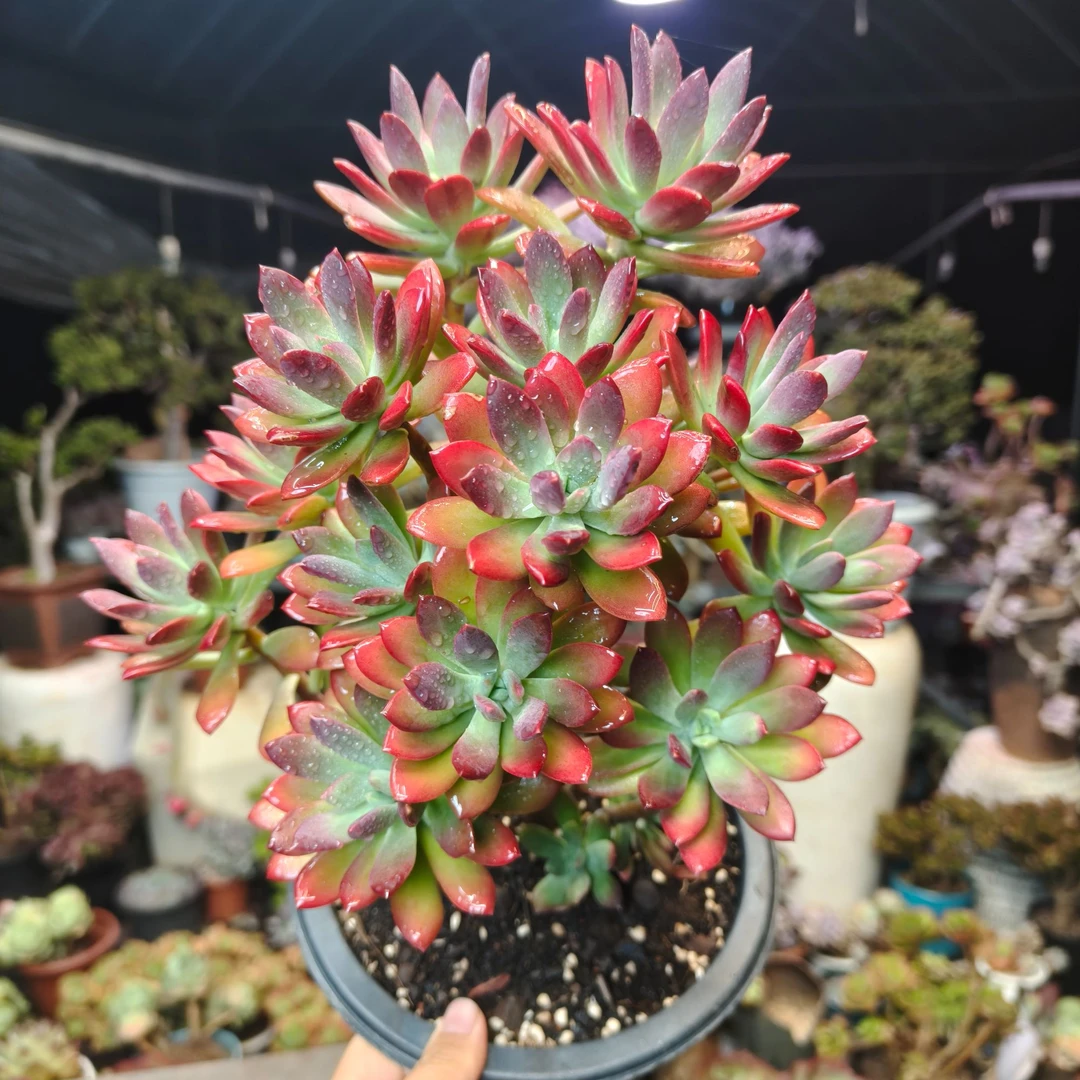 山地玫瑰 红稚莲【云贵精品多肉】