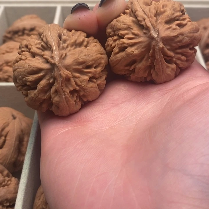 一***顺霸王龙全品无修一刀没动