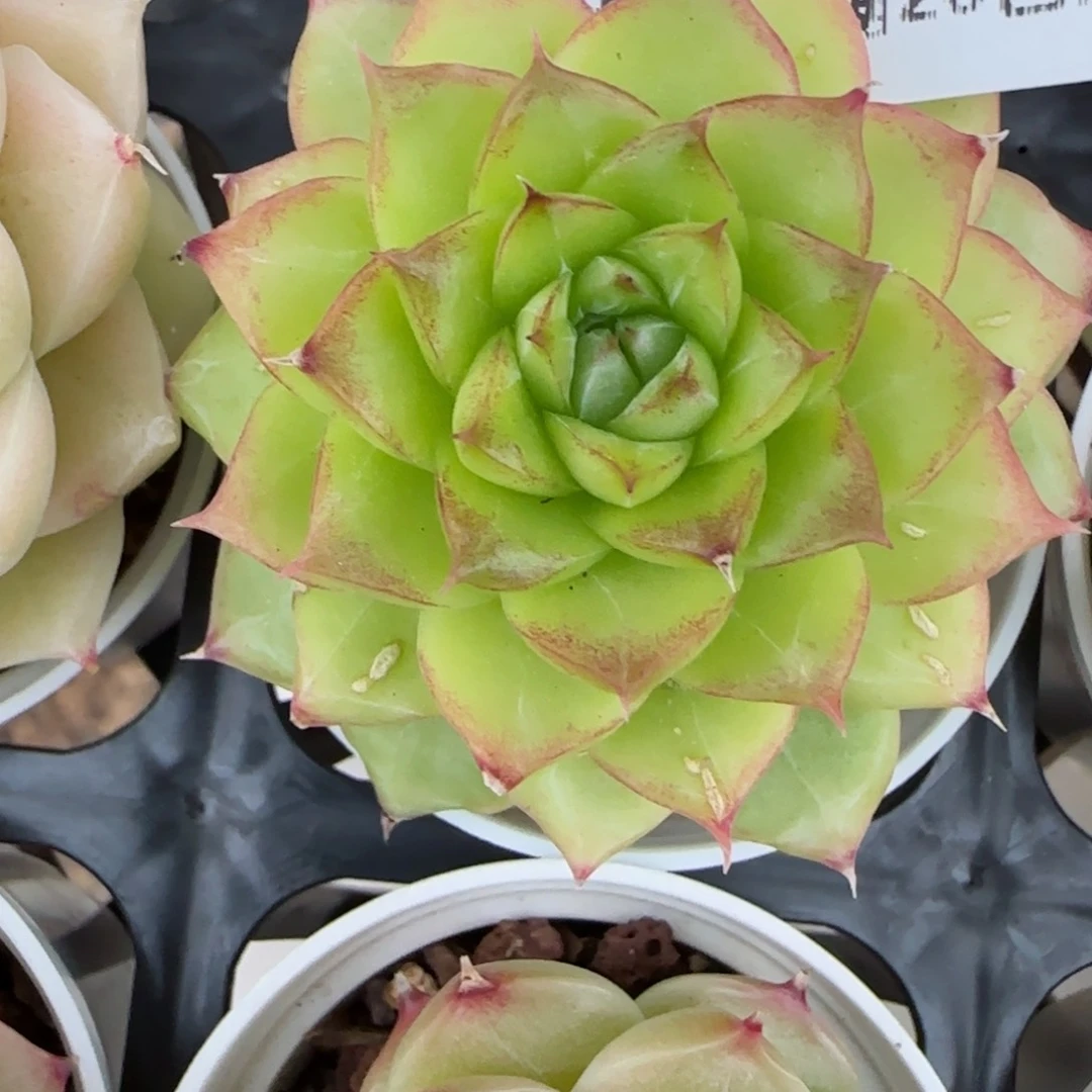 柒*?花语逸镜0203-419