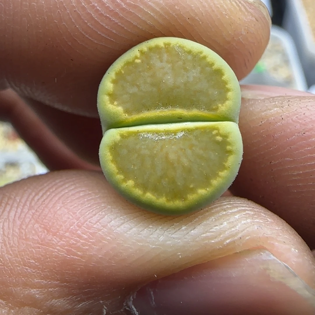210 生石花大棚直播