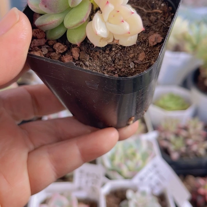 三文鱼锦多肉植物417