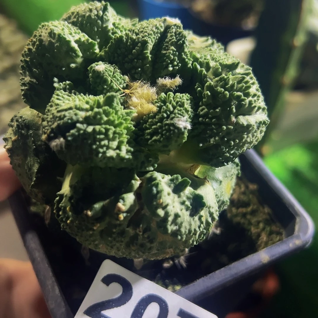 无花朵大尤哥斯拉怒涛牡丹207