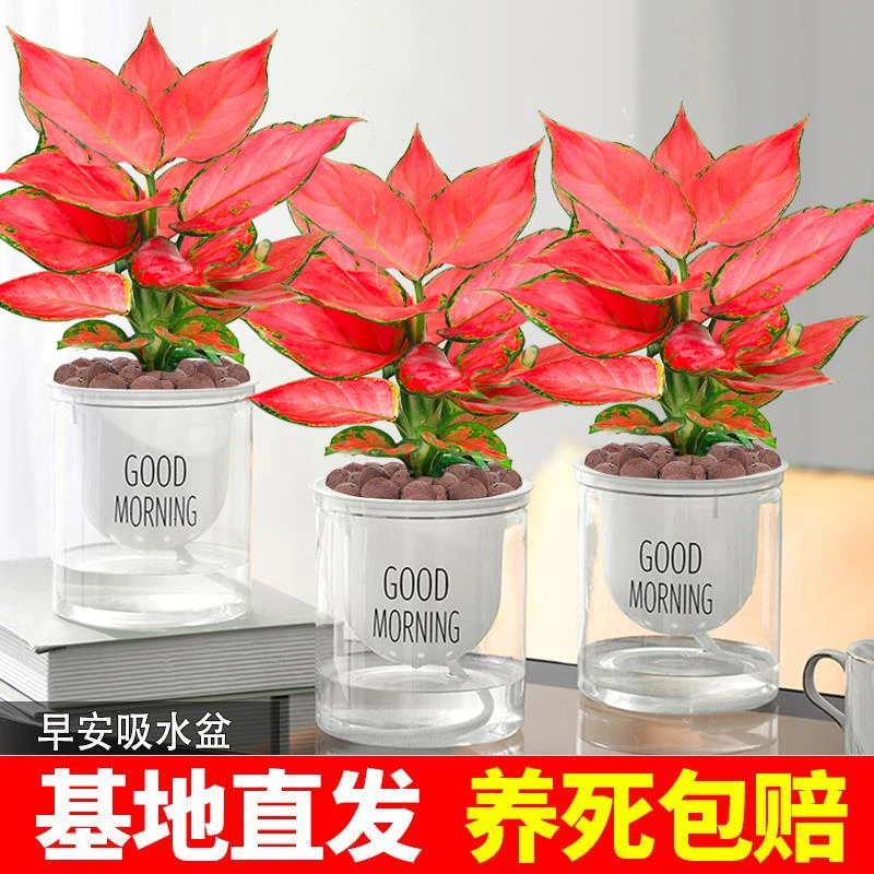 如意吉利红盆栽室内绿植盆栽桌面盆栽花卉盆景大叶水培苗