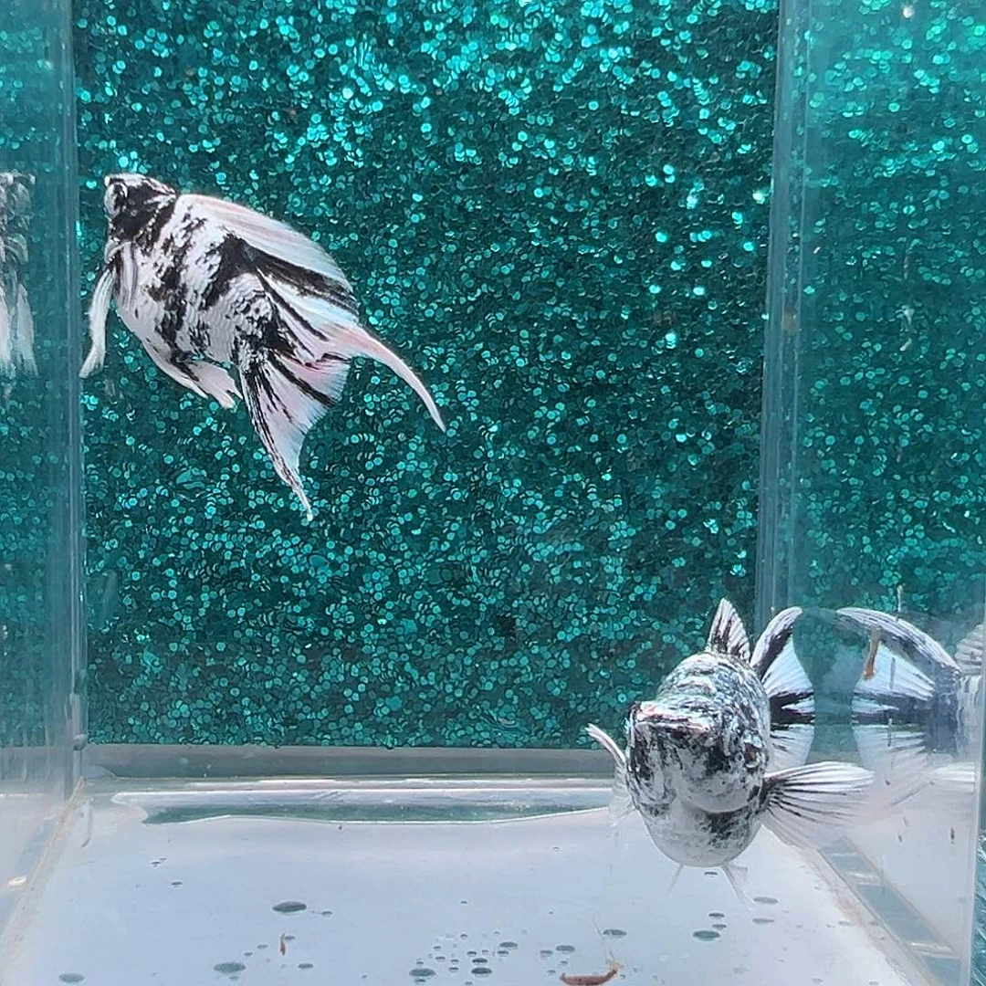 孔雀鱼橙头马玛丽一对0012