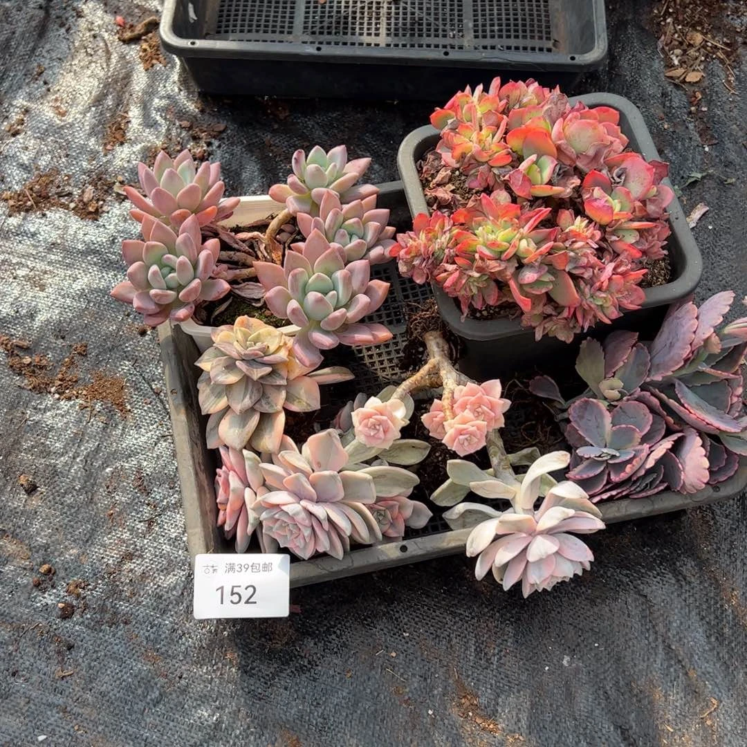 152紫乐锦老桩多肉植物