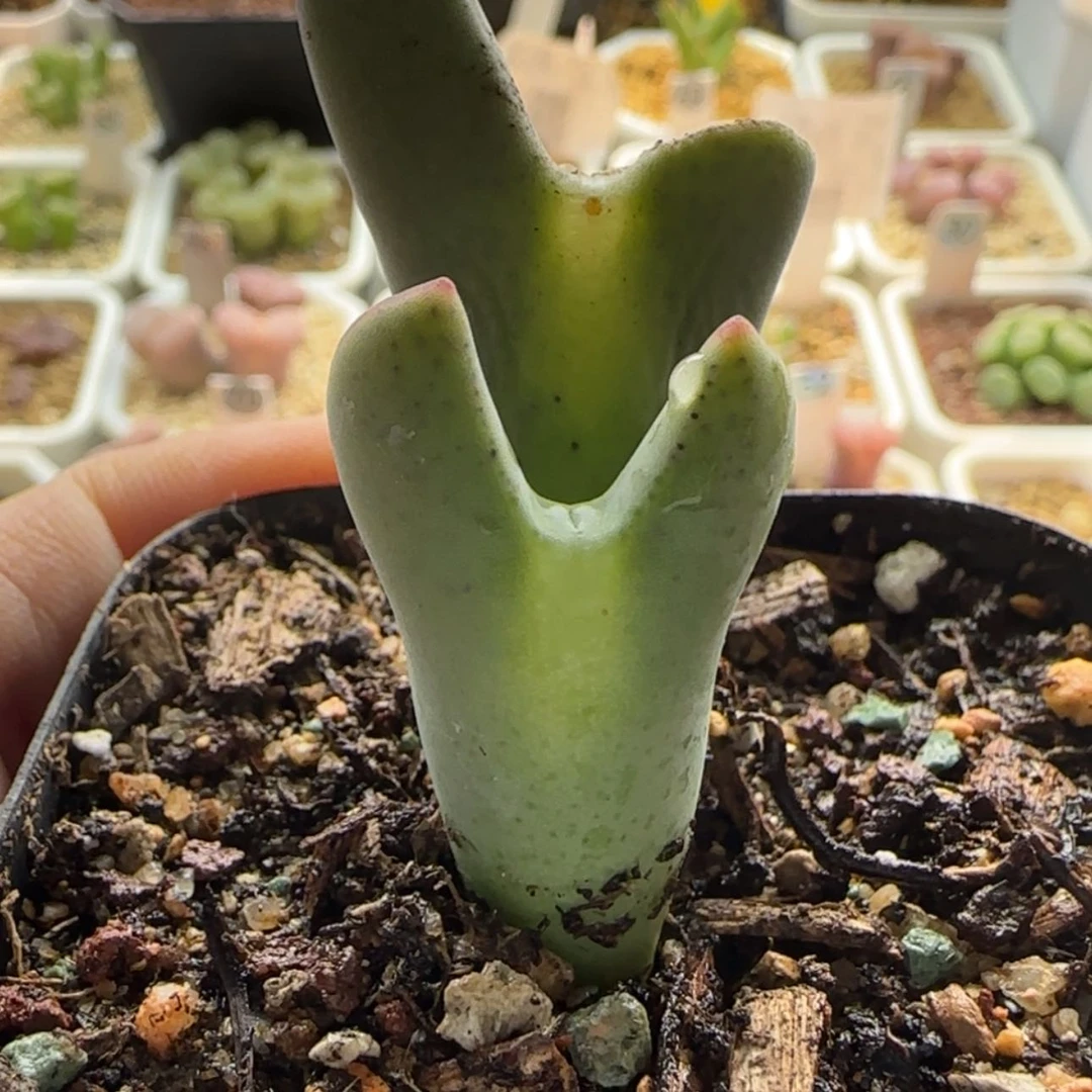 【闪购商品】1188大将当天28包邮非偏远