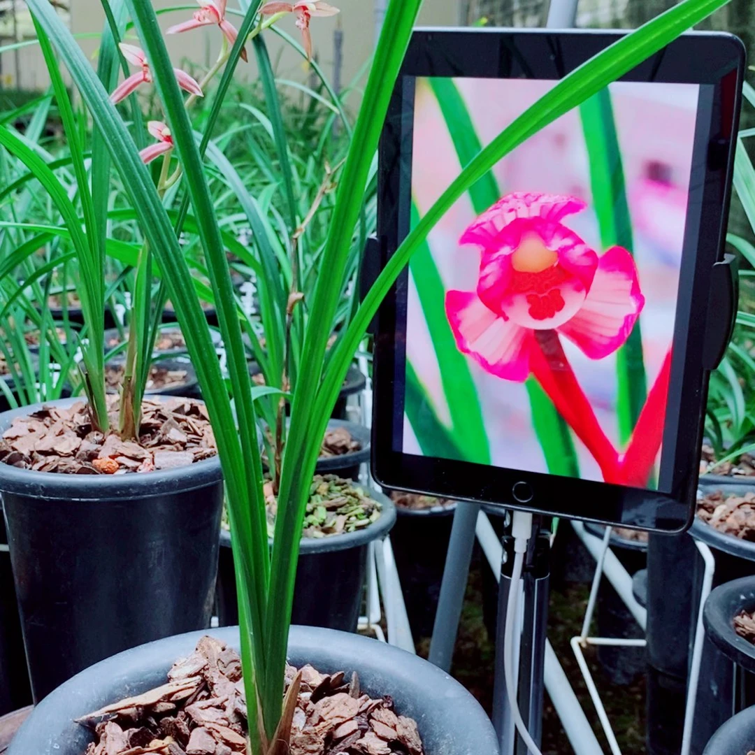 当前无花栽培后可以开花