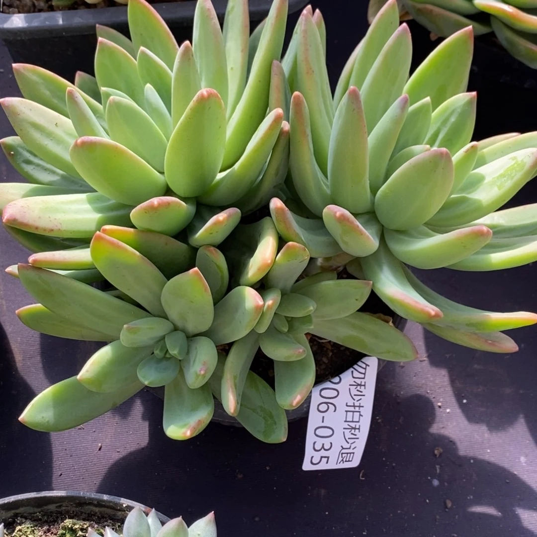 两单包邮1206-35海洋之歌