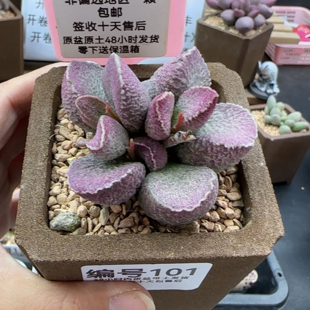 101哈莫猪肝多肉