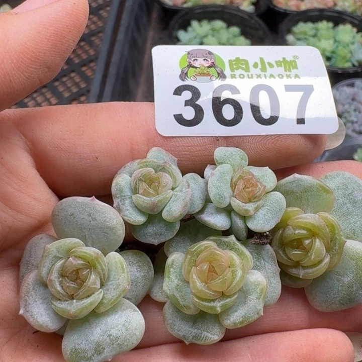多肉植物多肉植物