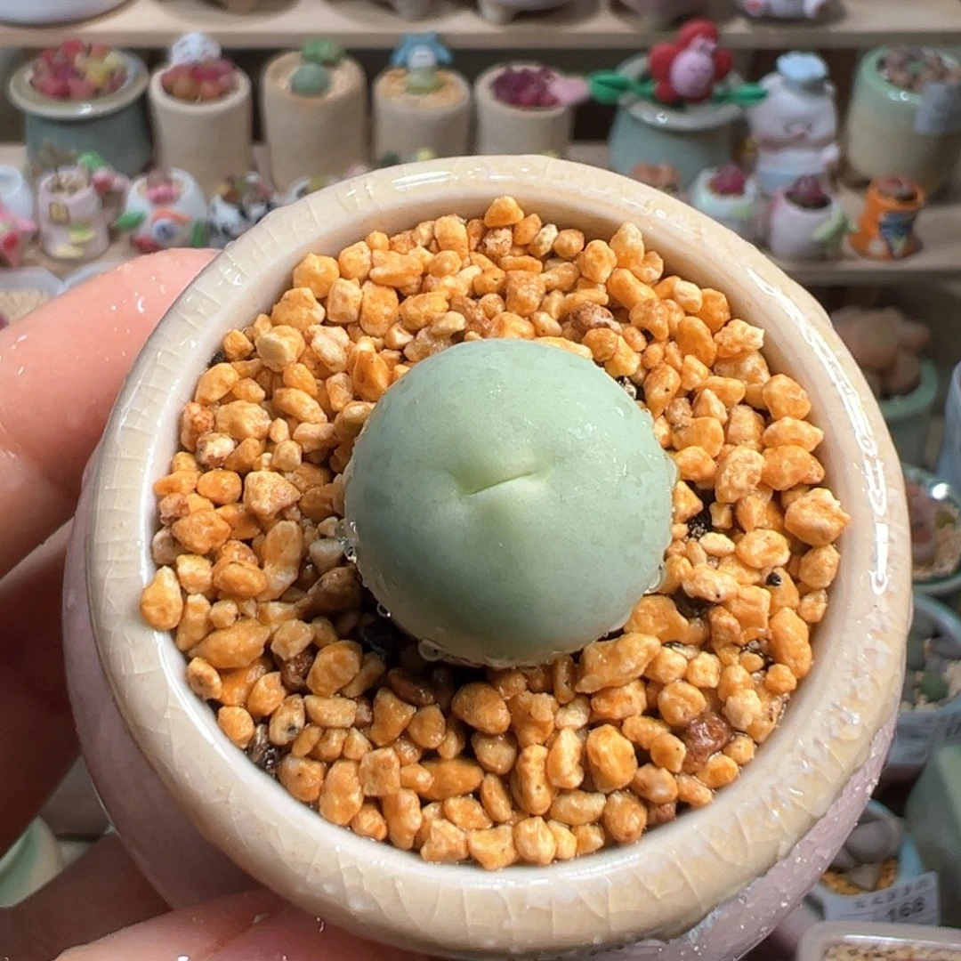 多肉植物194号鸽子蛋