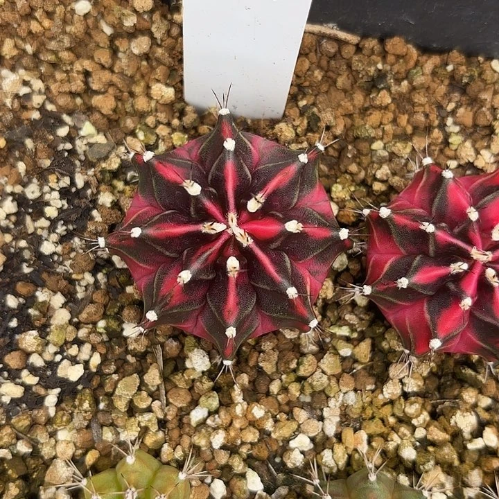 你***粑150-0613泰国发货多肉