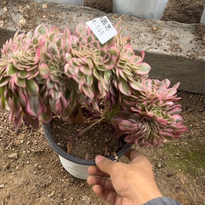 倾城缀多肉植物145