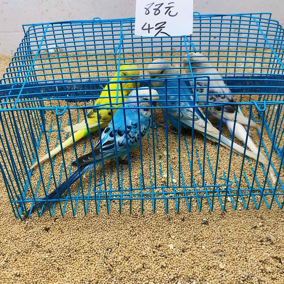 豪***哥虎皮鹦鹉牡丹一如