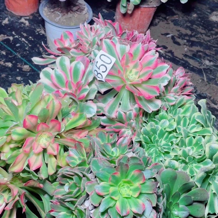 多肉植物组合850