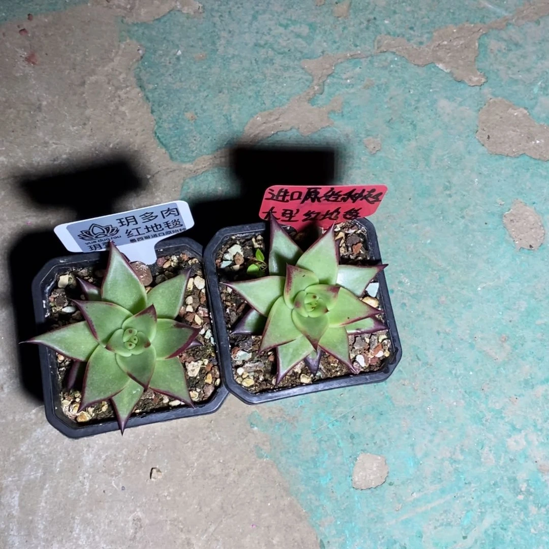 移**识红地毯底座芽z25.5.13