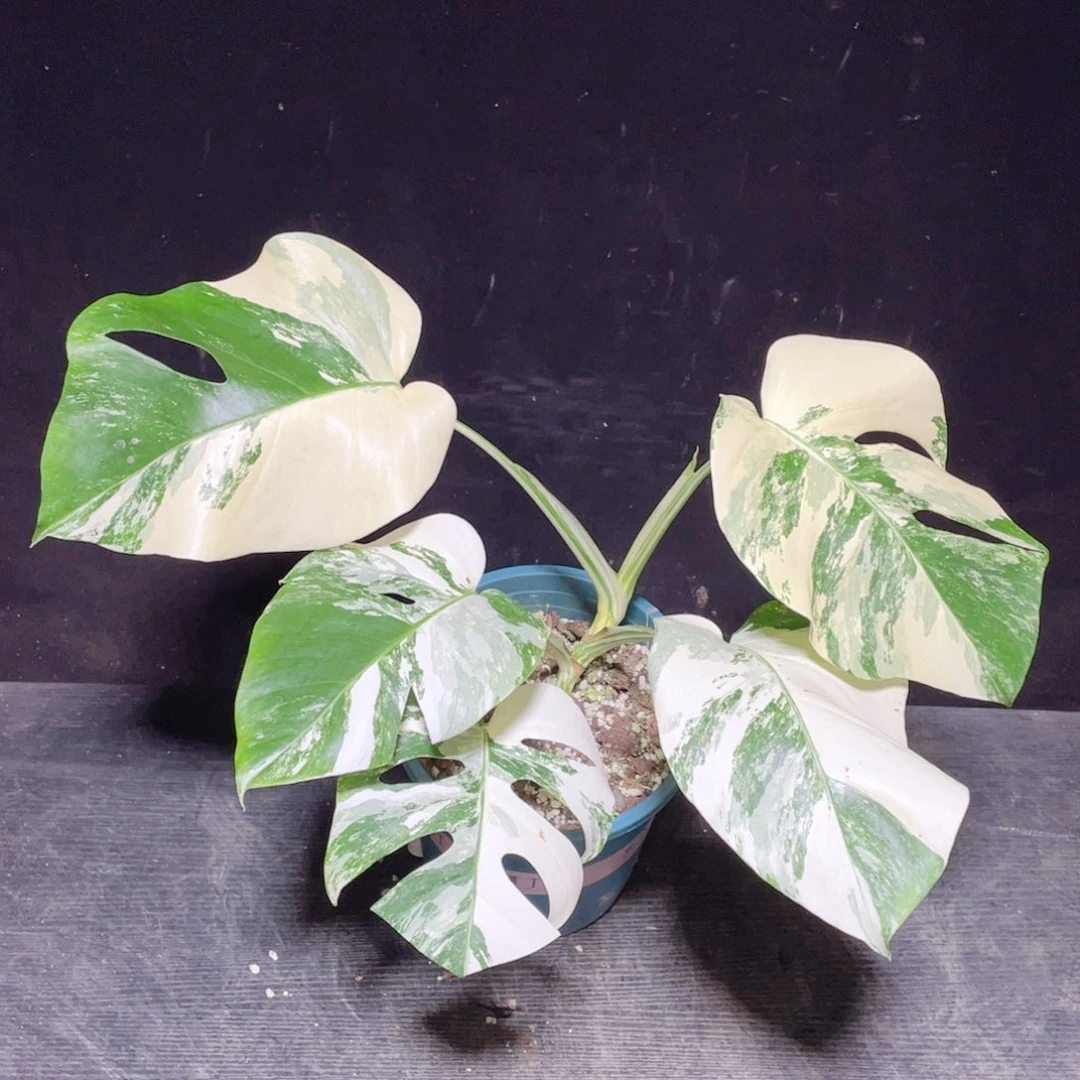 完全开放008白龟不包蕉叶和叶损