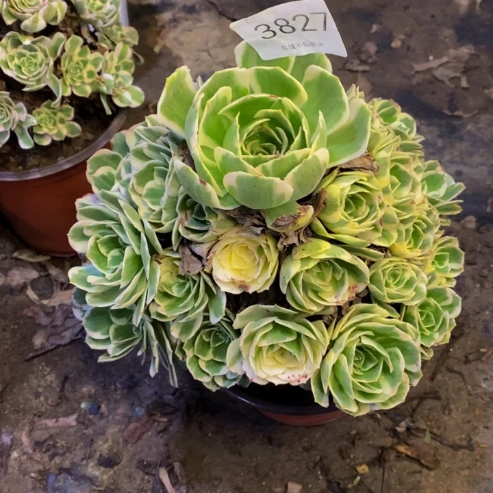 迈巴赫多肉断头不包3827