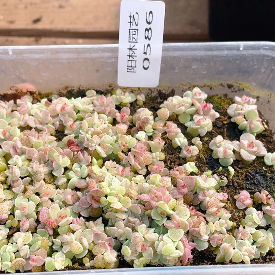 多肉植物多肉植物586