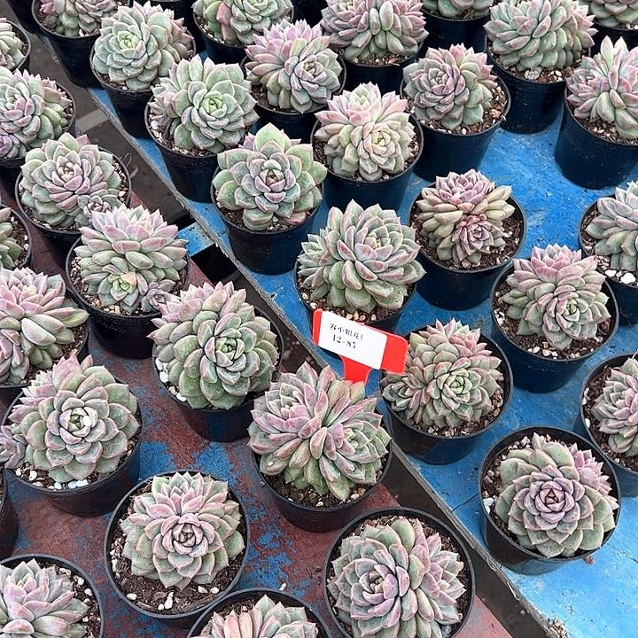 12.85紫雪带盆一个多肉