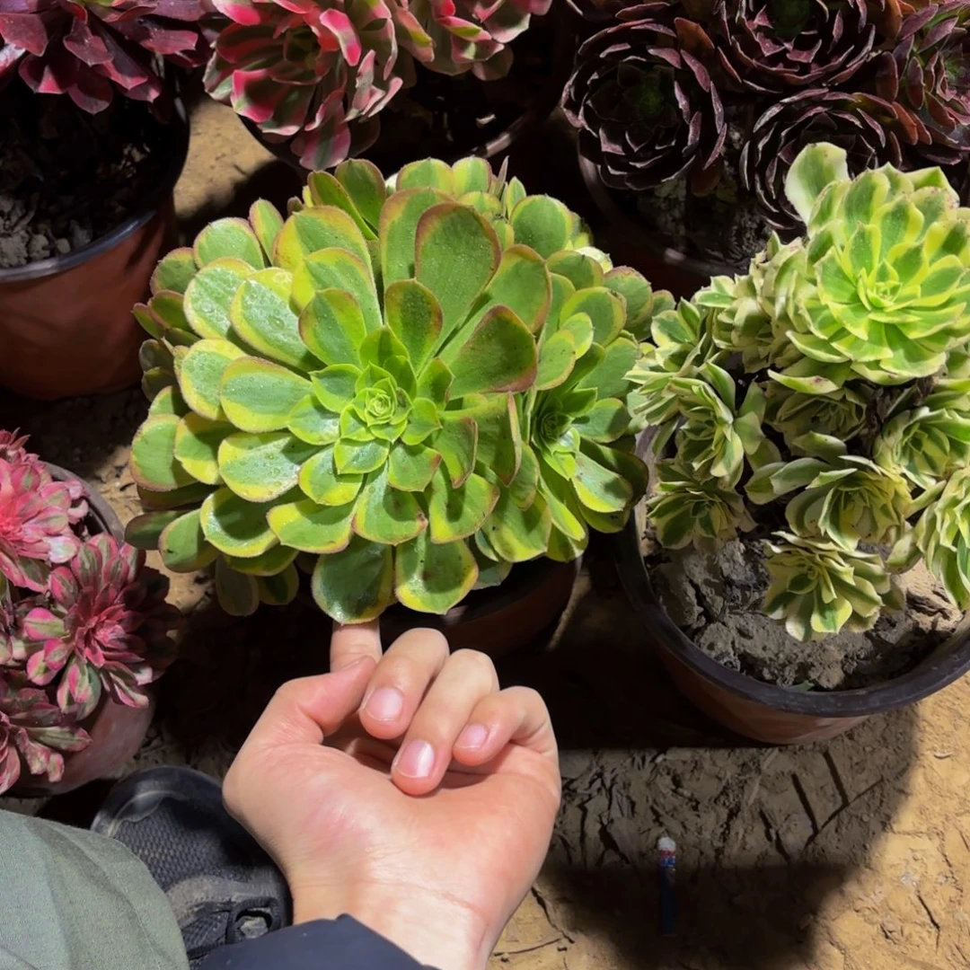 奶白迈巴赫各一颗9.9多肉植物