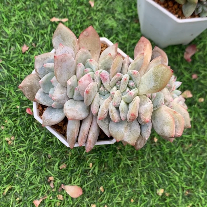 多肉植物叶插星影朵朵