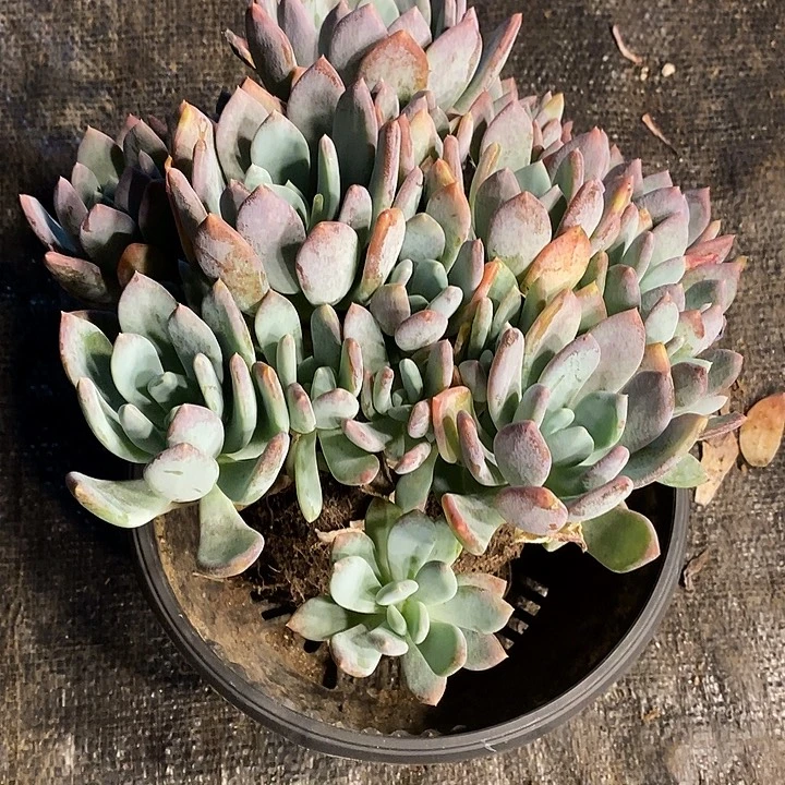 草***水酸奶多肉 灰姑娘群