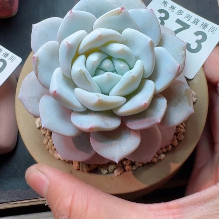 雪糕         精控精养多肉植物