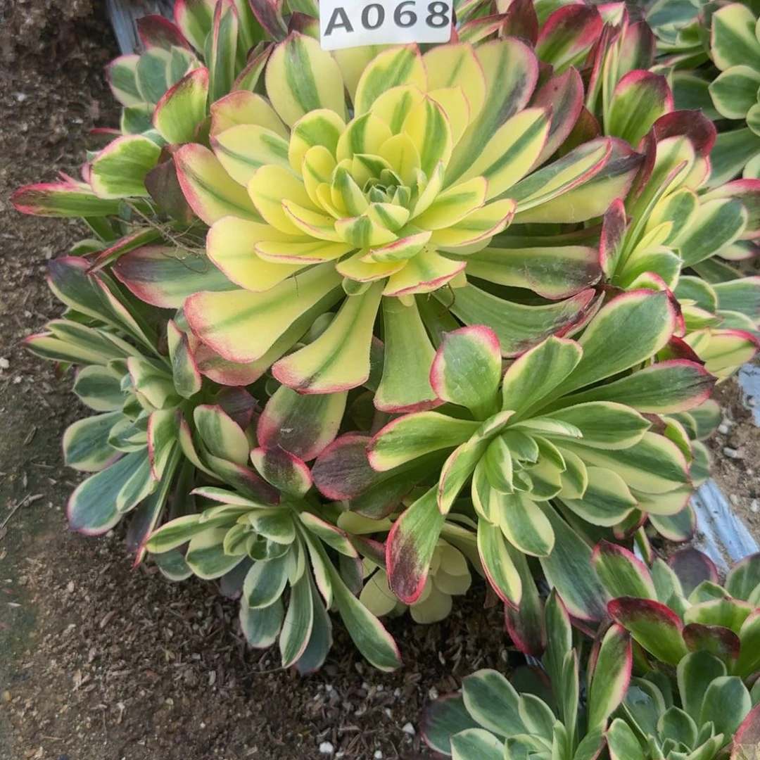 060红体海鲜。多肉植物