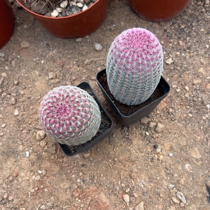 豆***花吉祥如意等名家的作品