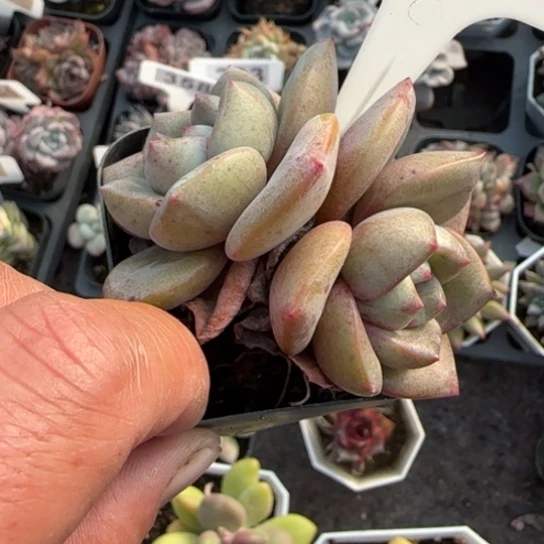 164德国香槟多肉植物多