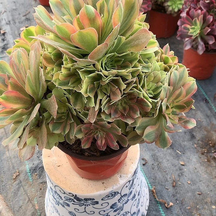 176红袖多肉植物