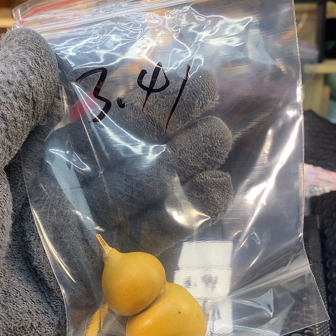 橄榄核手串/手链精品文玩葫芦随便挑